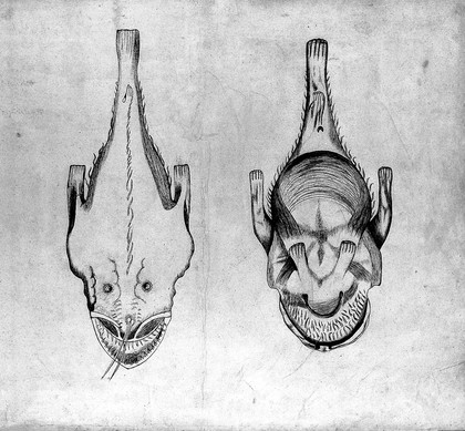 Catoptron microcosmicum, suis aere incisis visionibus splendens, cum historia, et pinace, de nova prodit / [Johann Remmelin].