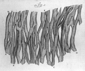 view Engraving of heart muscle fibre, from Leeuwenhoek, Arcana...1722