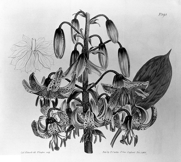 Curtis's botanical magazine.