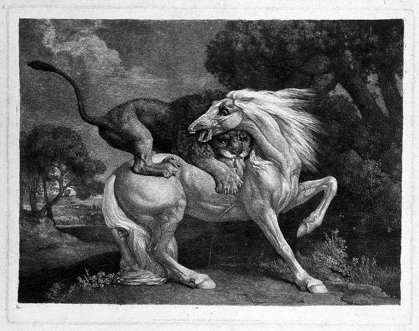 A horse attacked by a lion. Soft ground etching by G. Stubbs, 1788.