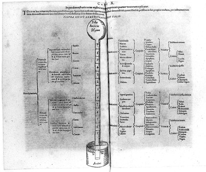 Integrum morborum mysterium, sive medicinæ catholicæ tomi primi tractatus secundus. [Pulsus seu nova et arcana pulsuum historia ... Hoc est, portionis tertiae pars tertia, de pulsuum scientia ... medicorum ... sive tomi primi tractatus secundi, sectio secunda, de morborum signis ... hoc est, divinatio per urinam.] In sectiones distributus duas : quorum ... / authore Robert Fludd, alias De Fluctibus.