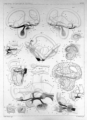 Das Gehörorgan der Wirbelthiere : morphologisch-histologische Studien / von Gustaf Retzius.