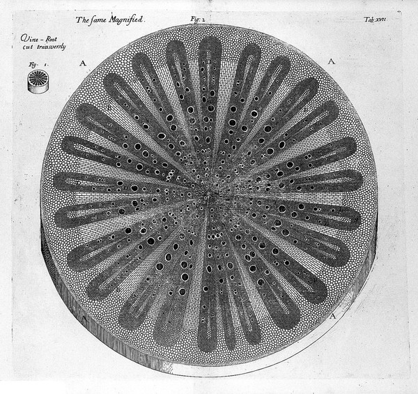 The anatomy of plants / With an idea of a philosophical history of plants. And several other lectures. Read before the Royal Society.