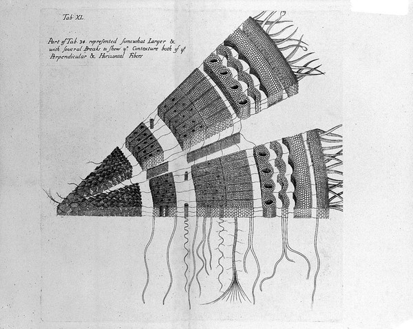 The anatomy of plants / With an idea of a philosophical history of plants. And several other lectures. Read before the Royal Society.