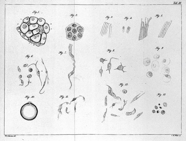 Mikroskopische Untersuchungen über die Uebereinstimmung in der Struktur und dem Wachsthum der Thiere und Pflanzen / Von Th. Schwann. Mit vier Kupfertafeln.