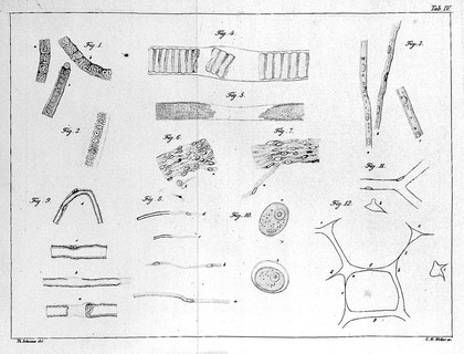 Mikroskopische Untersuchungen über die Uebereinstimmung in der Struktur und dem Wachsthum der Thiere und Pflanzen / Von Th. Schwann. Mit vier Kupfertafeln.