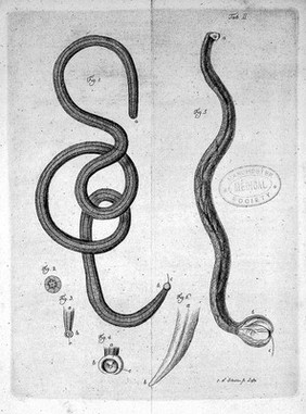 Entozoorum, sive vermium intestinalium historia naturalis / [Karl Asmund Rudolphi].