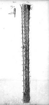 Observations on the structure and functions of the nervous system. Illustrated with tables / By Alexander Monro.