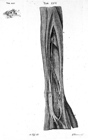 Observations on the structure and functions of the nervous system. Illustrated with tables / By Alexander Monro.