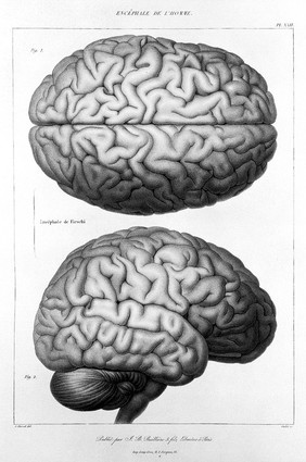 Anatomie comparée du système nerveux considéré dans ses rapports avec l'intelligence / Par Fr. Leuret et P. Gratiolet. Accompagnée d'un atlas de 32 planches dessinées d'après nature et gravées.