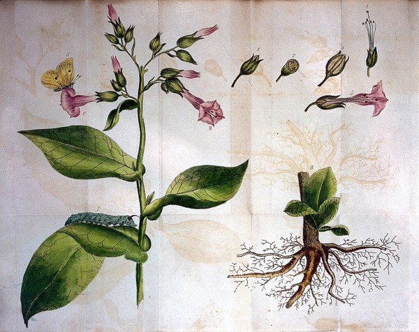 An experimental dissertation on the chemical and medical properties of the nicotiana tabacum of Linnaeus, commonly known by the name of tobacco / By Edward Brailsford.