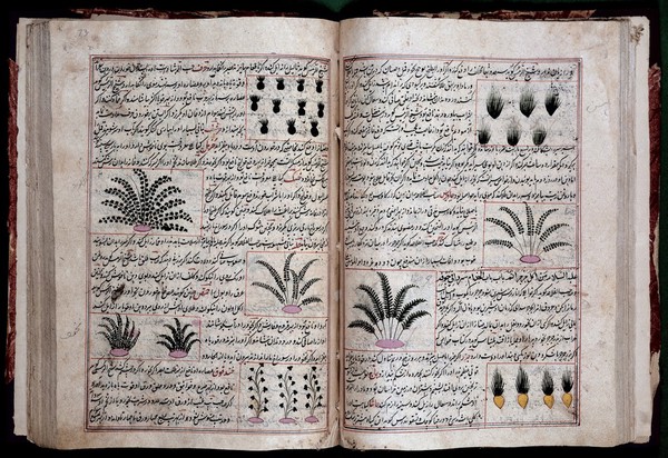 Plants, al-Qazwini, Wellcome Persian MS 84