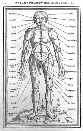 La dissection des parties du corps humain : avec les figures & declaratiõ des incisions, composées par Estienne de la Riuiere. Imprimé à Paris, chez Simon de Colines, 1546.