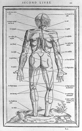 La dissection des parties du corps humain : avec les figures & declaratiõ des incisions, composées par Estienne de la Riuiere. Imprimé à Paris, chez Simon de Colines, 1546.