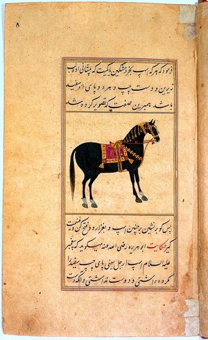 view Folio 7 recto, Persian manuscript, book on the horse: on the characteristics of black horses with white patches on forehead, lower lip and three feet