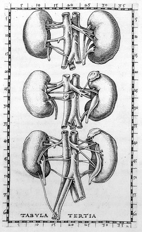 Tabulae anatomicae / clarissimi Bartholomaei Eustachii ... ; praefatione, ac notis illustravit Joh. Maria Lancisius.