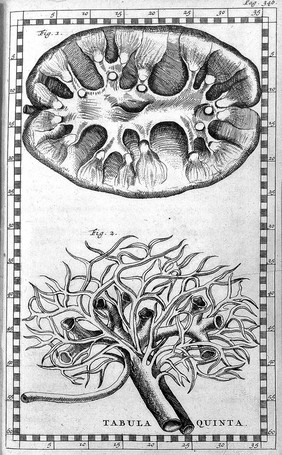 Opuscula anatomica ... De renum structura, officio, & administratione. De auditus organis. Examen ossium. De motu capitis. De vena, quae azugos Graecis dicitur ... et de dentibus / [Bartolomeo Eustachi].