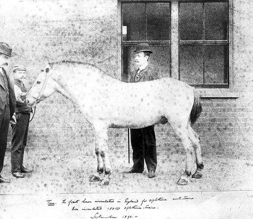 F. Nightingale and Mr Bracebridge, 1855