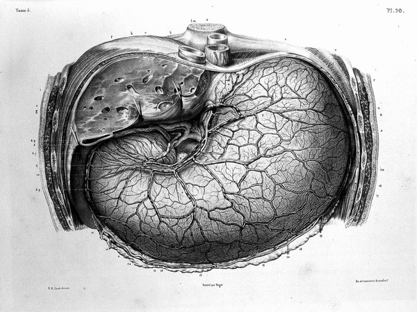 Traité complet de l'anatomie de l'homme comprenant la médecine opératoire ... : avec planches lithographiées ... / par N.H. Jacob.