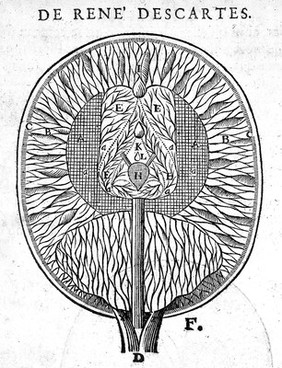 L'homme ... et un traitté de la formation du fœtus. Du mesme autheur / Avec les remarques de Louys de la Forge ... sur le traitté de l'homme.