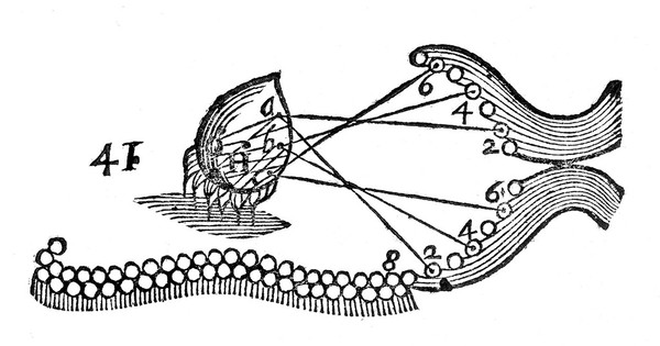 L'homme ... et un traitté de la formation du fœtus. Du mesme autheur / Avec les remarques de Louys de la Forge ... sur le traitté de l'homme.