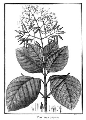 Flora Peruviana et Chilensis. Tomus IV / Hippolyto Ruiz et Josepho Pavon.