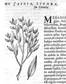 Rerum medicarum Novae Hispaniae thesaurus, seu, plantarum, animalium, mineralium Mexicanorum historia / ex Francisci Hernandez ... relationibus ... conscriptis a Nardo Antonio Reccho ... collecta ac in ordinem digesta. A Joanne Terrentio [Jo. Fabro, et Fabio Columna] ... notis illustrata.--Phytosophicarum tabularum ex frontispiciis naturalis theatri Principis F. Caesii ... desumpta prima pars.