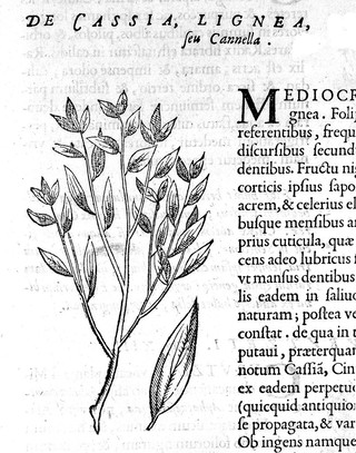 Rerum medicarum Novae Hispaniae thesaurus, seu, plantarum, animalium, mineralium Mexicanorum historia / ex Francisci Hernandez ... relationibus ... conscriptis a Nardo Antonio Reccho ... collecta ac in ordinem digesta. A Joanne Terrentio [Jo. Fabro, et Fabio Columna] ... notis illustrata.--Phytosophicarum tabularum ex frontispiciis naturalis theatri Principis F. Caesii ... desumpta prima pars.