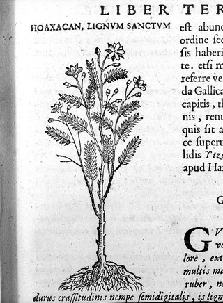 Rerum medicarum Novae Hispaniae thesaurus, seu, plantarum, animalium, mineralium Mexicanorum historia / ex Francisci Hernandez ... relationibus ... conscriptis a Nardo Antonio Reccho ... collecta ac in ordinem digesta. A Joanne Terrentio [Jo. Fabro, et Fabio Columna] ... notis illustrata.--Phytosophicarum tabularum ex frontispiciis naturalis theatri Principis F. Caesii ... desumpta prima pars.