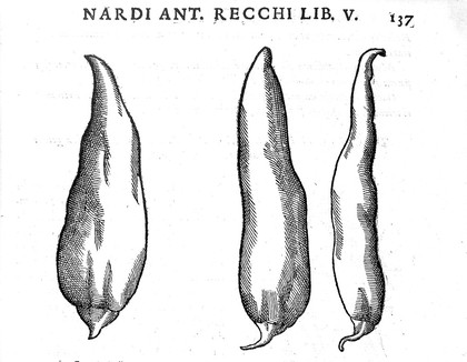 Rerum medicarum Novae Hispaniae thesaurus, seu, plantarum, animalium, mineralium Mexicanorum historia / ex Francisci Hernandez ... relationibus ... conscriptis a Nardo Antonio Reccho ... collecta ac in ordinem digesta. A Joanne Terrentio [Jo. Fabro, et Fabio Columna] ... notis illustrata.--Phytosophicarum tabularum ex frontispiciis naturalis theatri Principis F. Caesii ... desumpta prima pars.