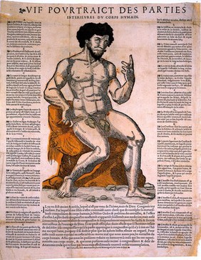 Anatomical fugitive sheets; seated male.