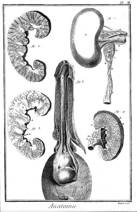 kidneys, bladder etc