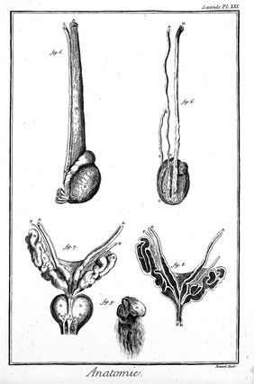 Details of the anatomy of the penis, after Heister and Graaf. Engraving by Benard, late 18th century.