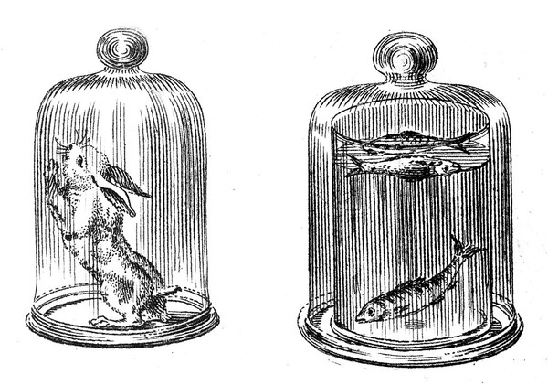 B. Martin, "Portable air-pump...": rabbit & fish in receivers