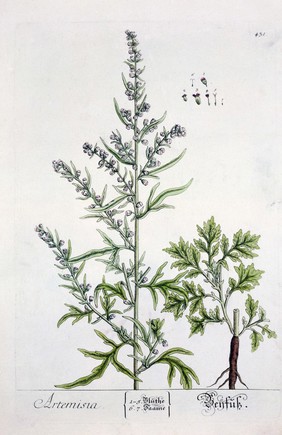 Herbarium Blackwellianum emendatum et auctum; id est E. Blackwell collectio stirpium quae in pharmacopoliis ad medicum usum asservantur, quarum descriptio et vires ex Anglico idiomate in Latinum conversae sistuntur ... / Centuria I[-V] cum praefatione C.J. Trew.