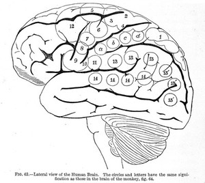 view Internal view of the human brain, "The functions of the brain", Ferrier 1876