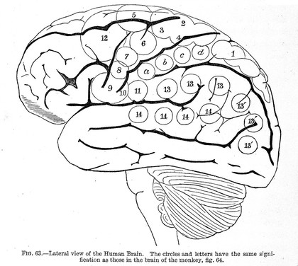 Internal view of the human brain, "The functions of the brain", Ferrier 1876