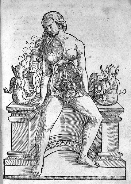 Full- length female sexual anatomy.