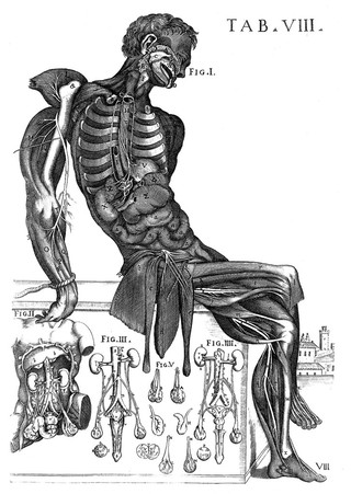 Tabulae anatomicae a ... P.B. ... delineatae, & egregie aeri incisae. Nunc primum prodeunt / et a Cajetano Petrioli ... notis illustratae.