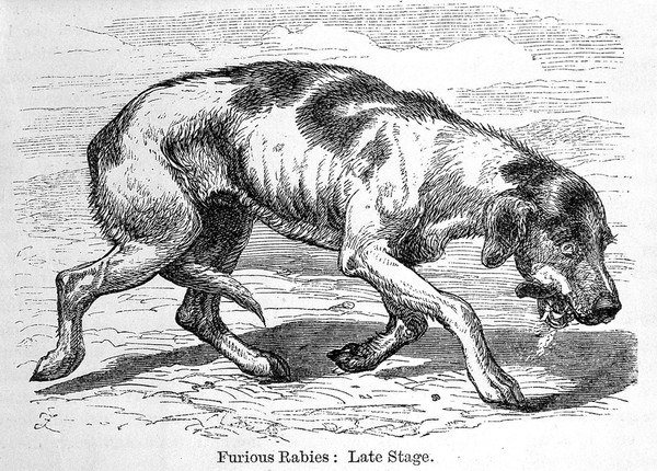 Rabies and hydrophobia : their history, nature, causes, symptoms, and prevention / by George Fleming.