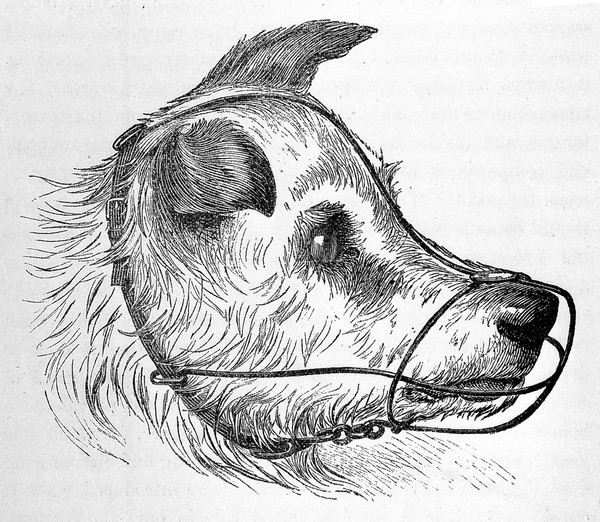 Rabies and hydrophobia : their history, nature, causes, symptoms, and prevention / by George Fleming.