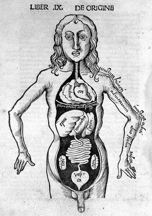 view Reisch "Margarita philosophica", 1503: male anatomy