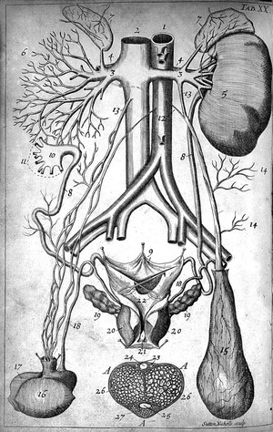 view Illustration of uninary and genital parts of a man.