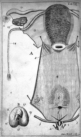 Illustration of the genital parts of a woman.