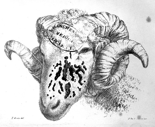 A practical treatise on variola ovina, or small-pox in sheep, containing the history of its recent introduction into England; with the progress, symptoms, and treatment of the disease; also the experiments instituted to ascertain its peculiar features, and the best means to avert its fatal consequences / [James Beart Simonds].
