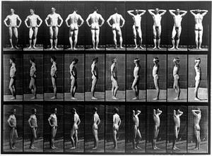 view E. Muybridge "Animal locomotion", plate