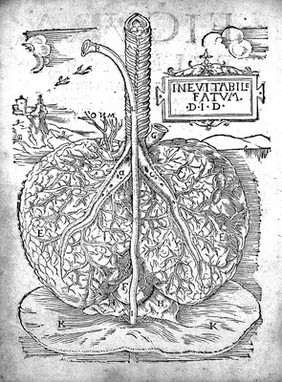 Anatomiae, hoc est, corporis humani dissectionis pars prior, in qua singula quae ad caput spectant recensentur membra, atque singulae partes, singulis suis ad vivum commodissime expressis figuris, deliniantur. Omnia recens nata ... Item anatomia porci, ex traditione Cophonis, infantis, ex Gabriele de Zebris / [Johann Dryander].