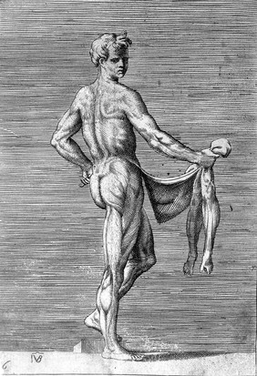 A male écorché figure in three-quarter view seen from the right, holding the skin of his legs in his right hand. Engraving by G. Bonasone, 155-.