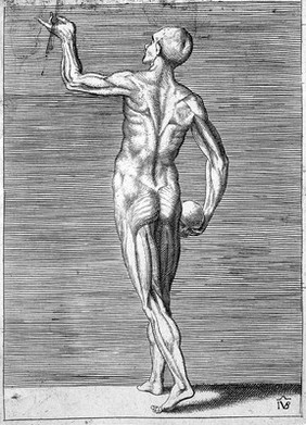 An écorché figure seen from the back, holding a skull in his lowered right hand. His left arm is raised with his hand held in a gesture of eloquence. Engraving by G. Bonasone, 155-.