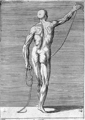 An écorché figure seen from the back, holding a length of rope. Engraving by G. Bonasone, 155-.